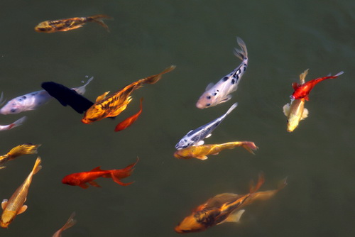 景觀魚池水處理設備--你要知道的景觀水處理系統的常見問題！